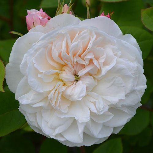 Fehér - Rózsa - La Tintoretta - Online rózsa vásárlás